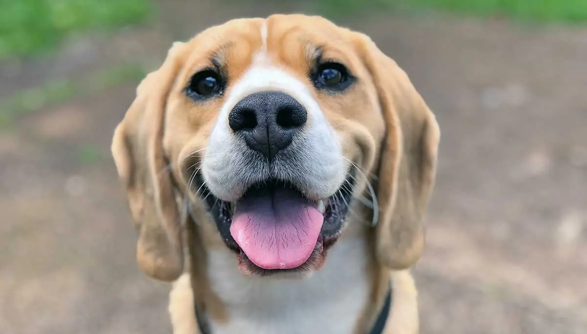 beagle dog looking up at camera