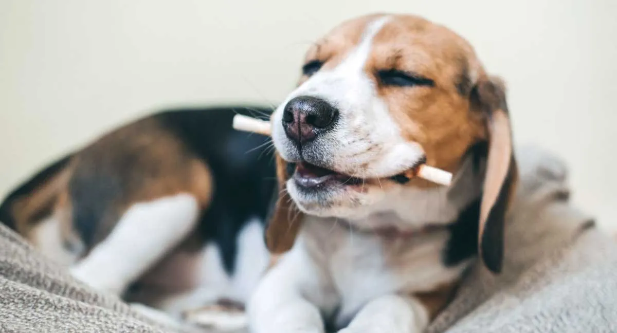 beagle eating snack