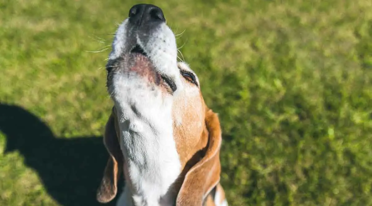 beagle howling