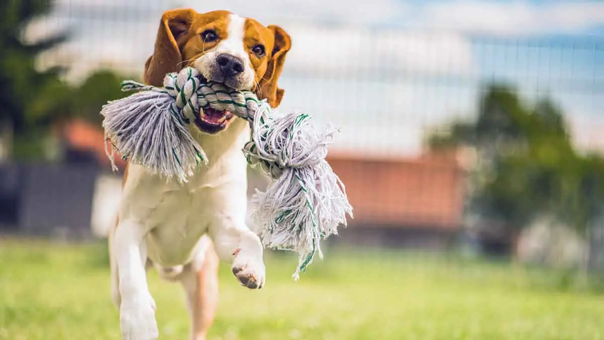 beagle playing tug toy