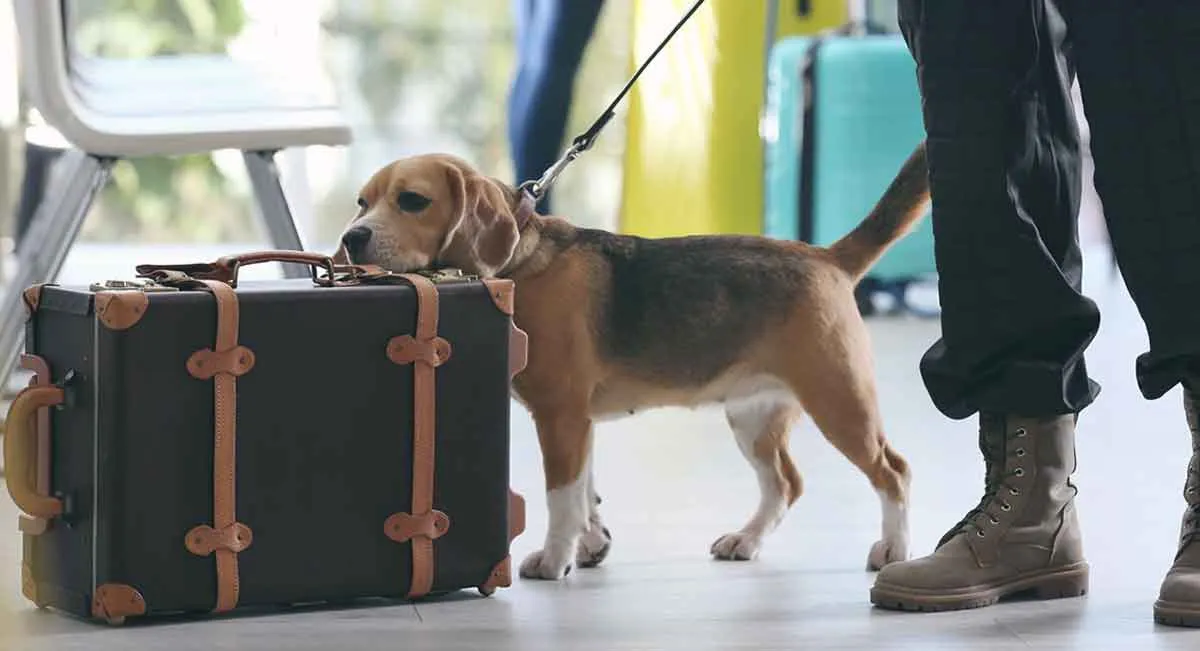 beagle sniffing bags airport