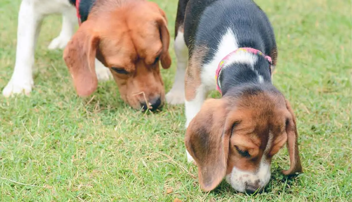 beagle sniffing