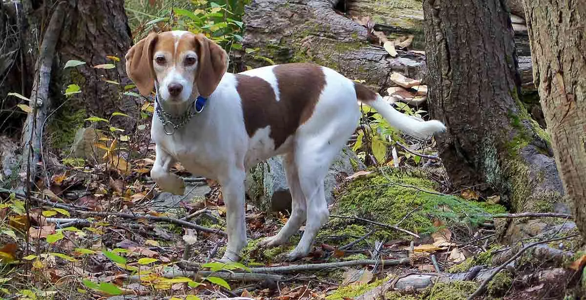 beagle standing in forest with low tail and leg up