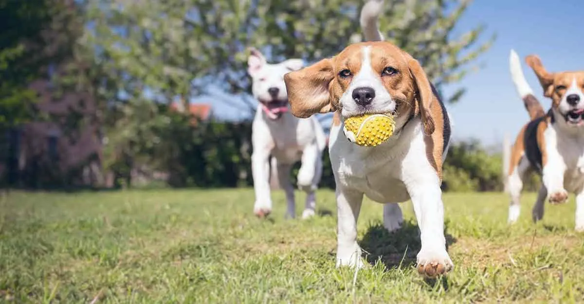 beagle with ball