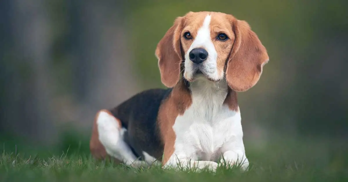 beagle