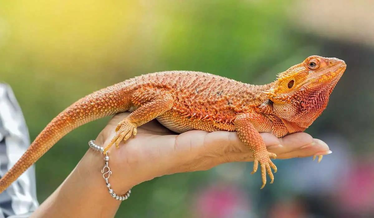 bearded dragon reptile