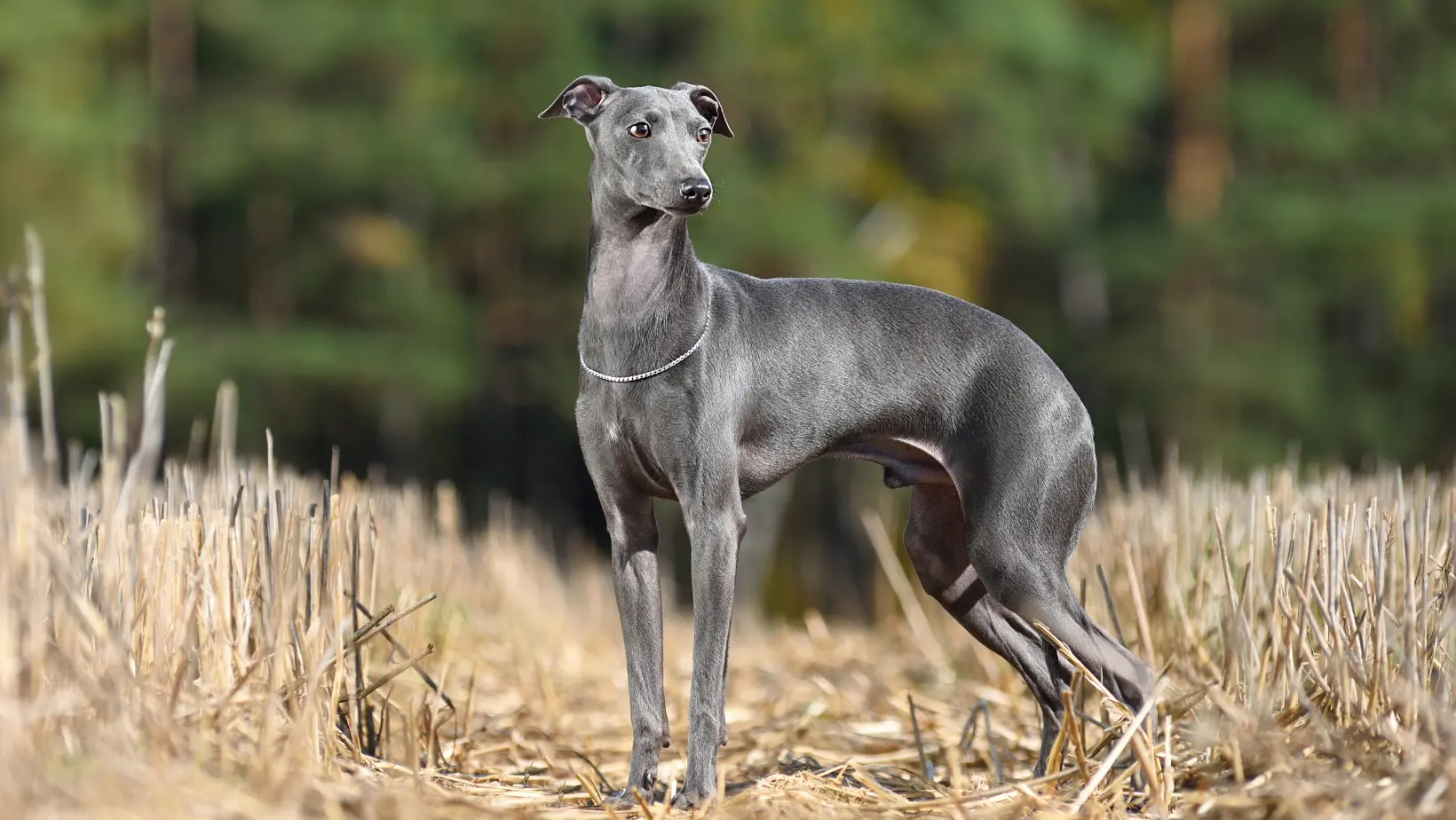 beautiful blue iggy