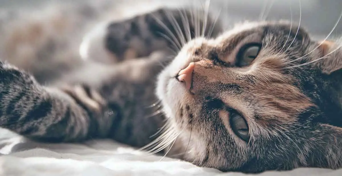 beautiful cat lying on back