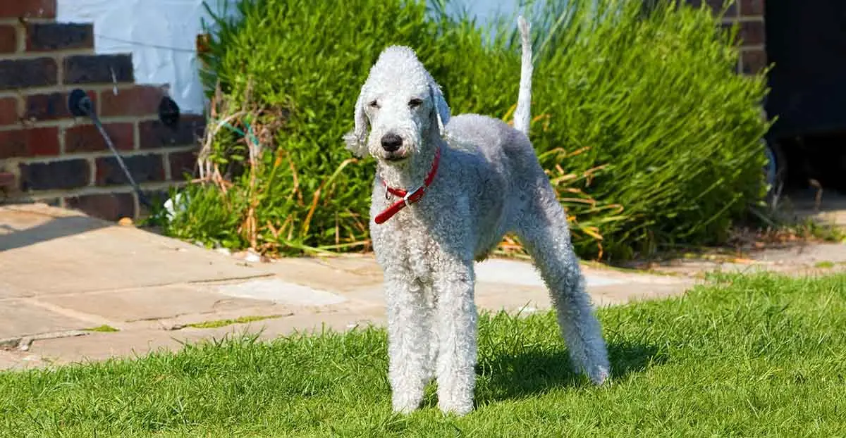 bedlington terrier