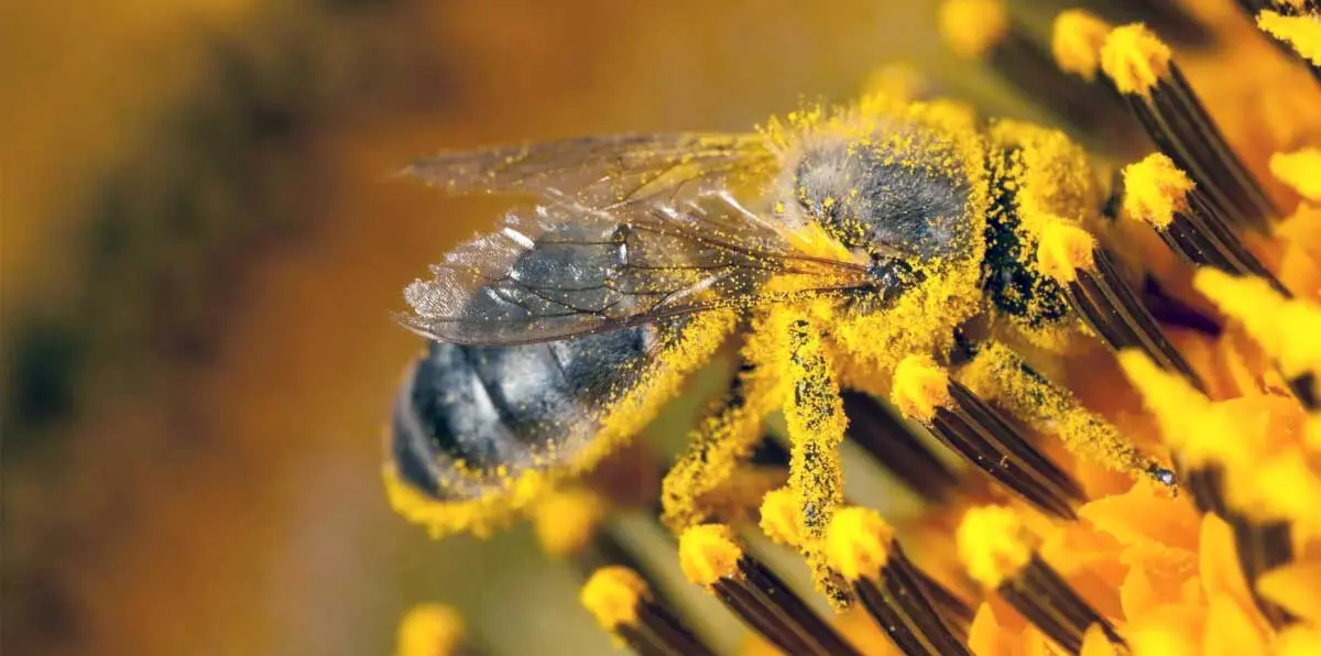 bee collecting pollen