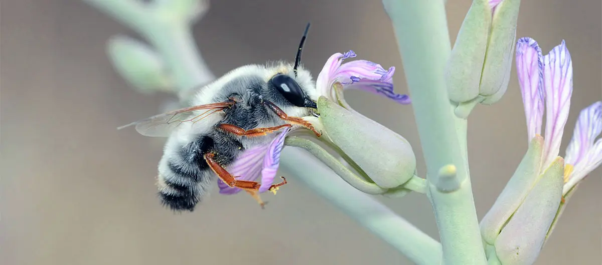 bee feeding from a flower
