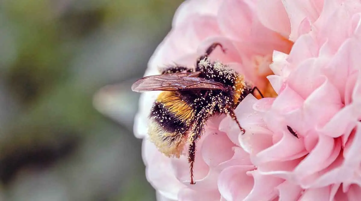 bee pollen flower