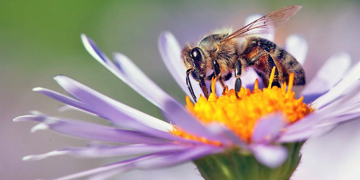 bee pollinating flower