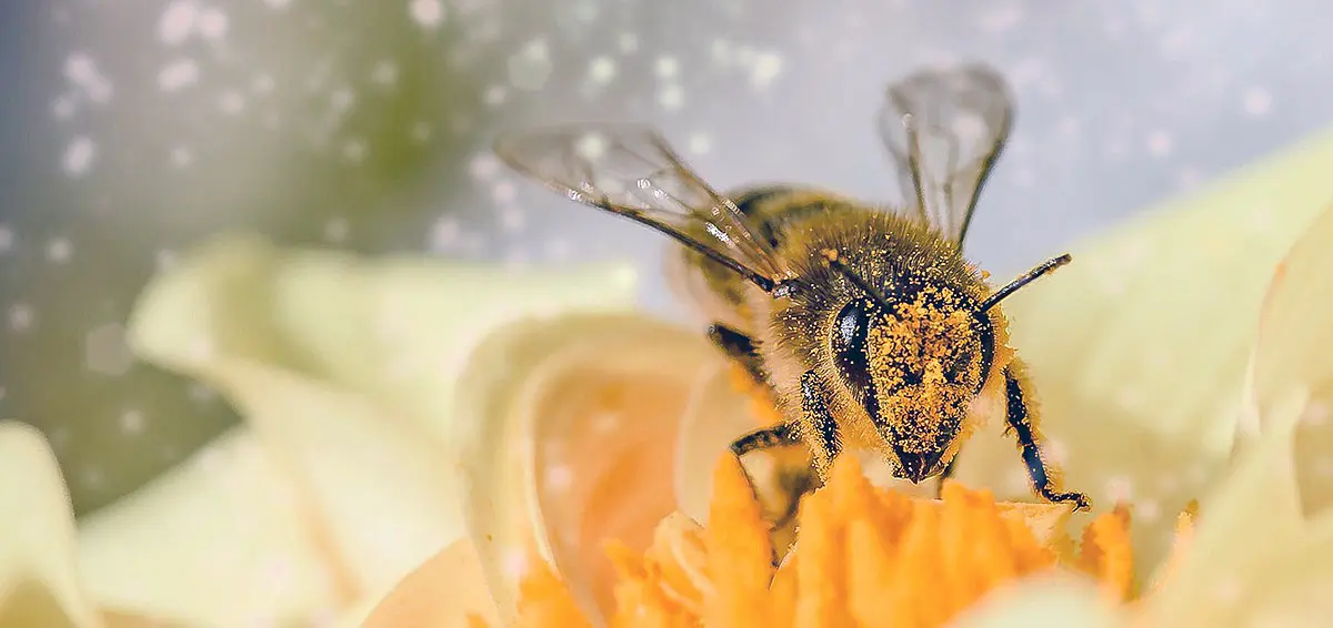 bee pollinating flower