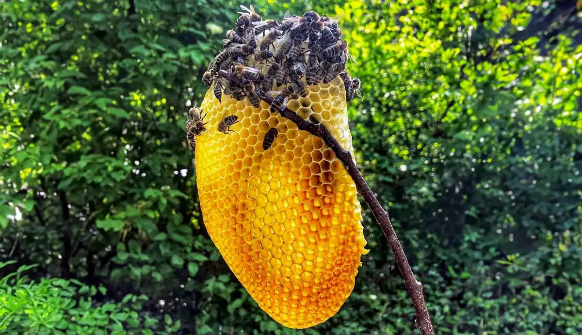 bees over a comb of honey