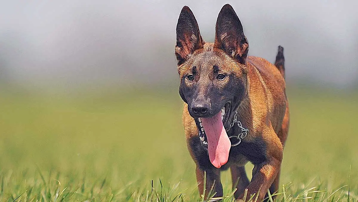 belgian malinois