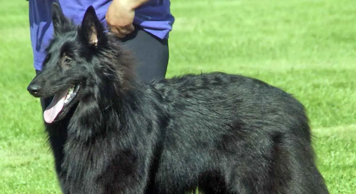 belgian sheepdog black