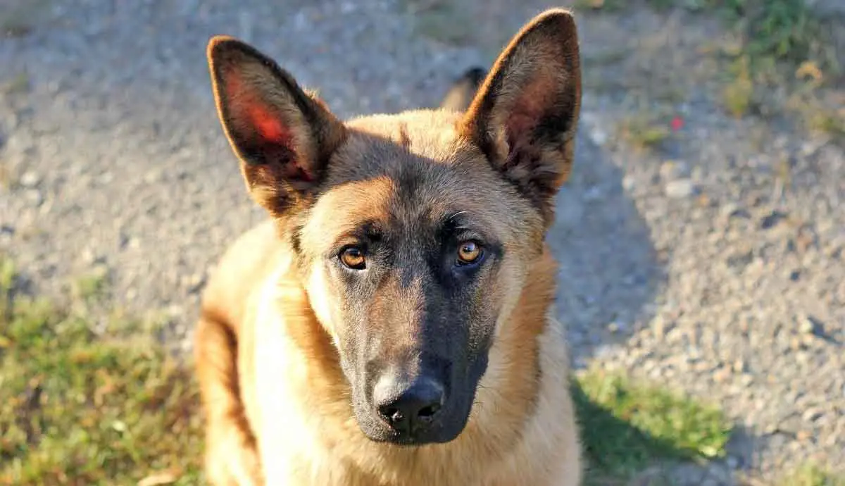 belgian sheepdog malinois