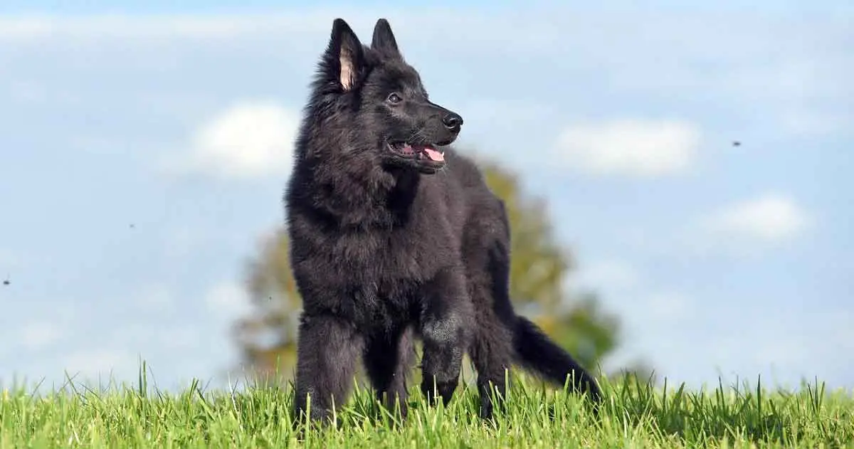 belgian shepherd dog black