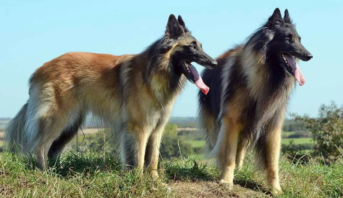 belgian tervuren