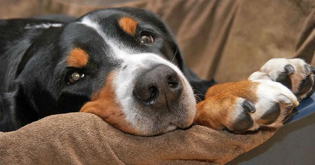 bernese mountain dog snout and paws lying on sofa