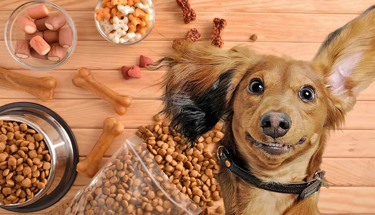 best dog food brands for a healthy dog