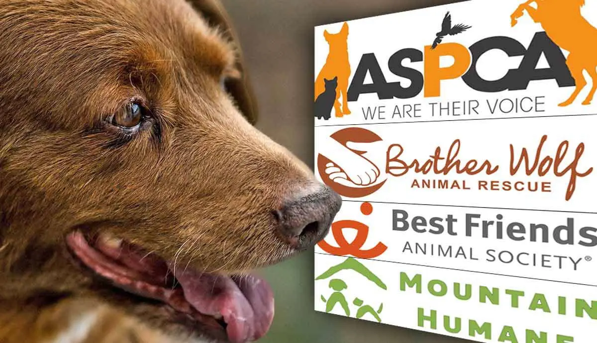 best dog rescue agencies