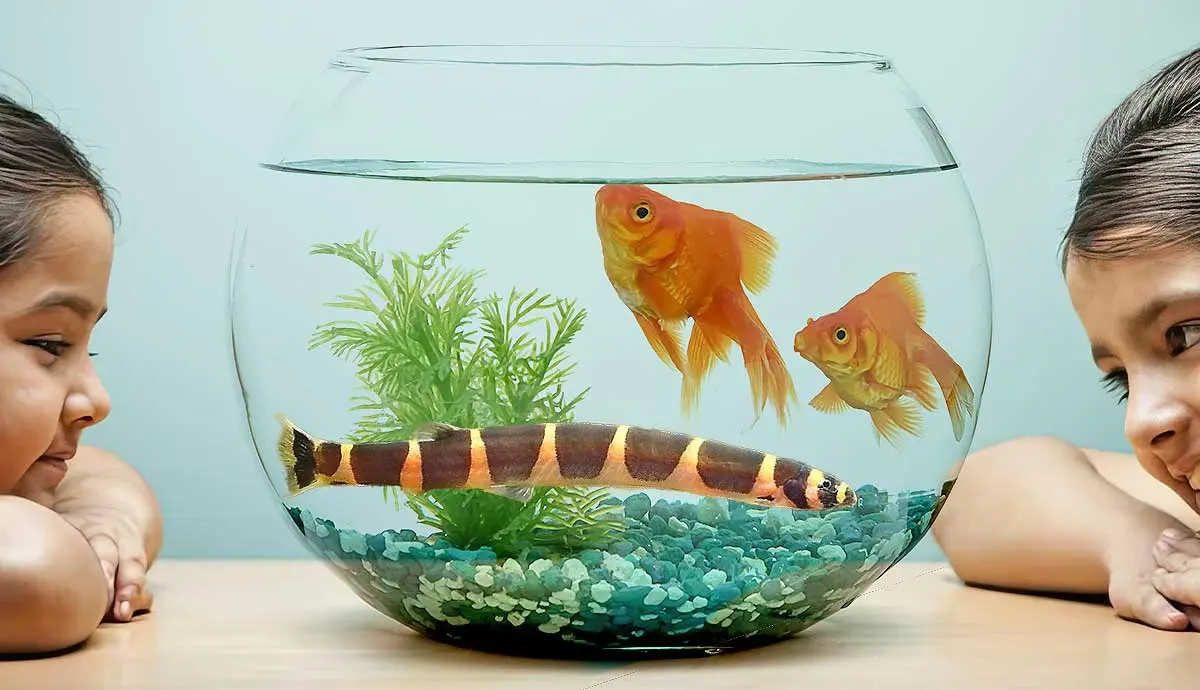 best fish breeds for first time owners