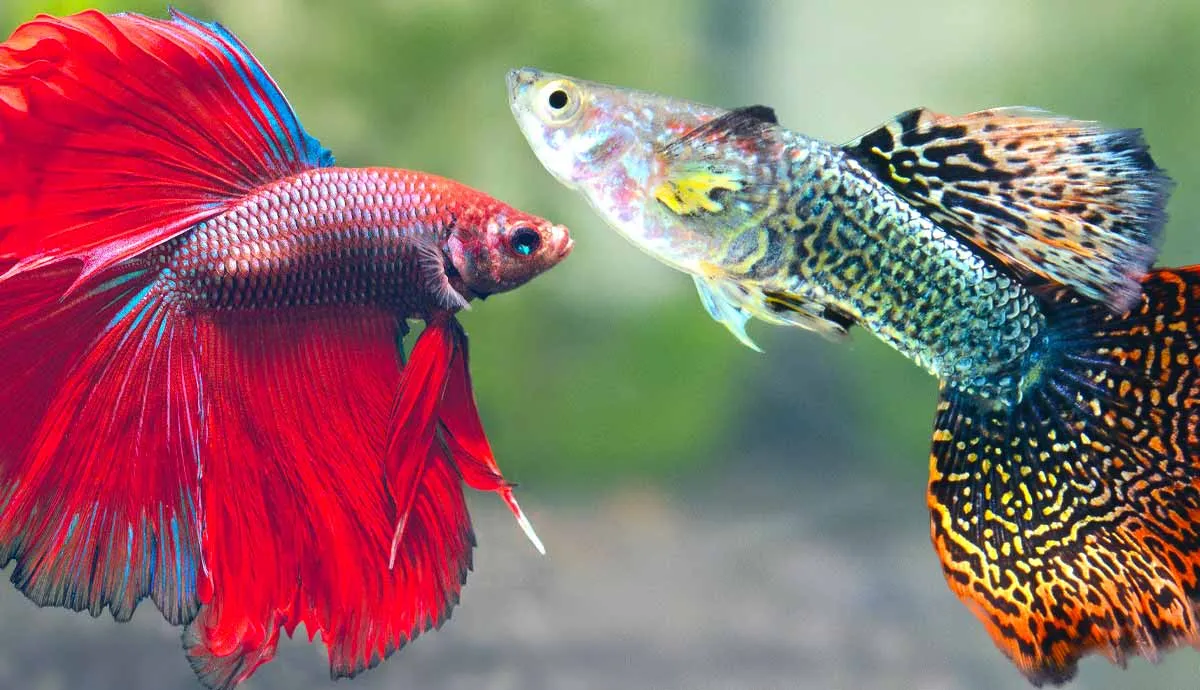 best fish for small tank