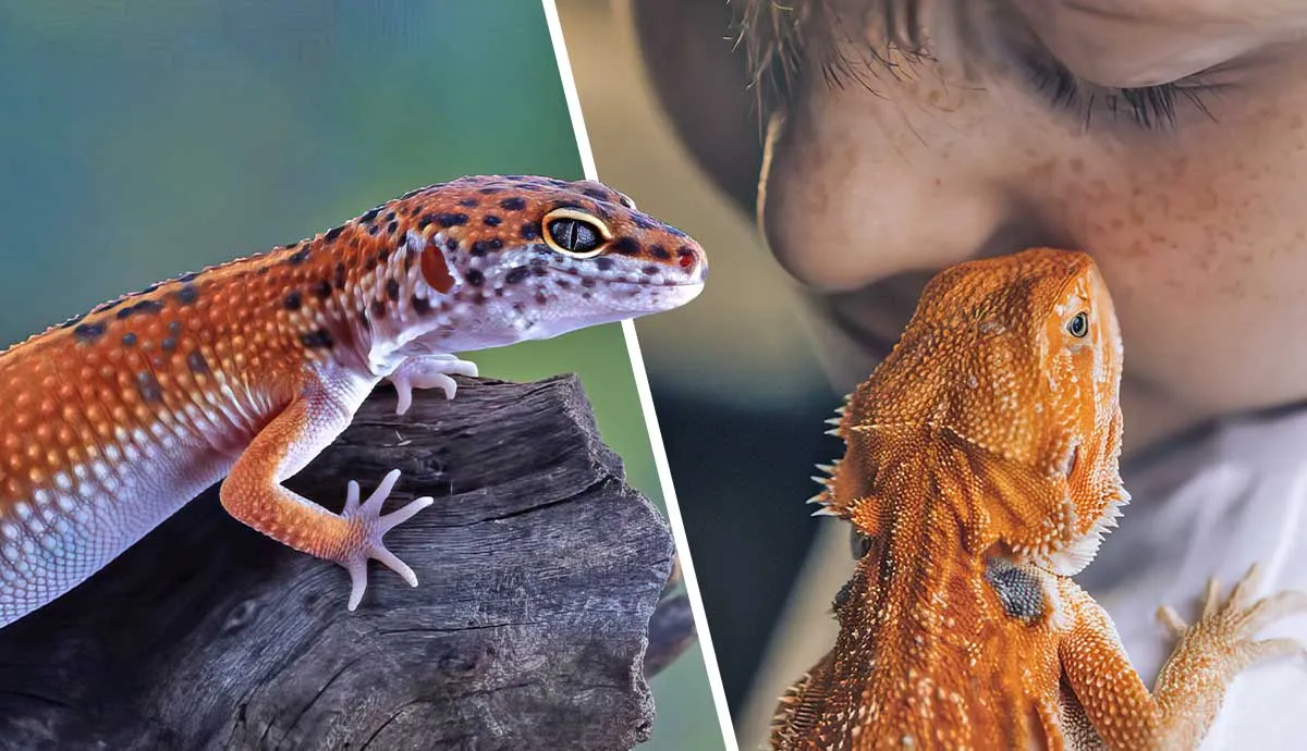 best lizards for first time owners