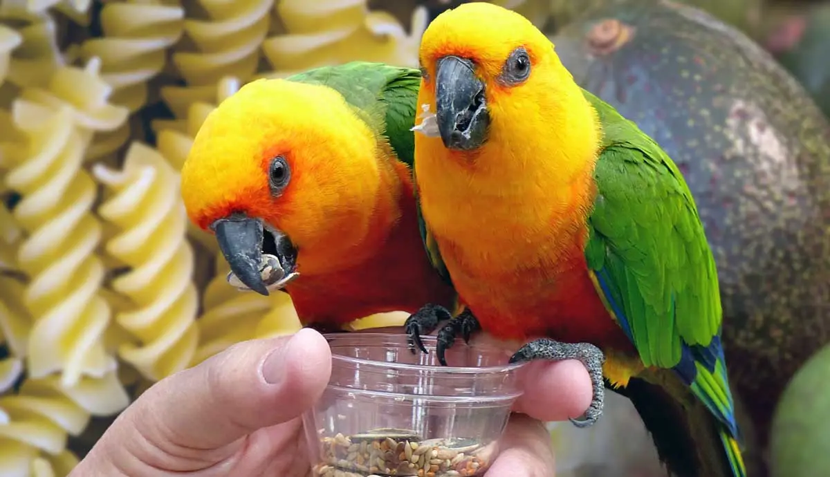 best treats for pet birds