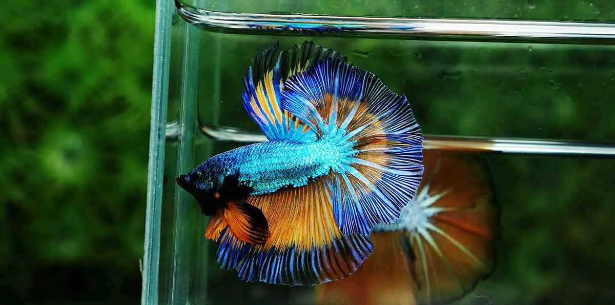 betta fish breeder