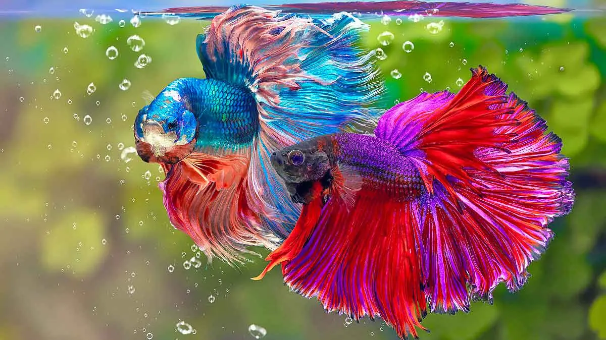 betta fish bubbles vibrant