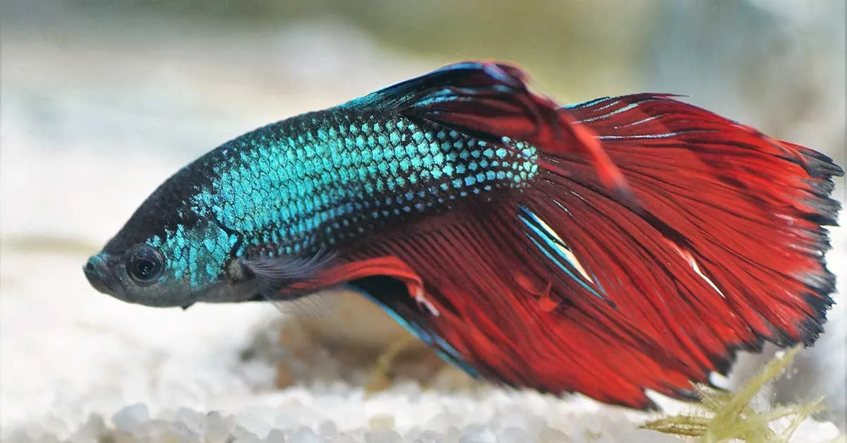 betta fish on substrate