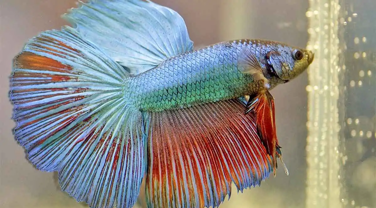 Misconceptions about the betta fish lead to unnecessary suffering – Marin  Independent Journal