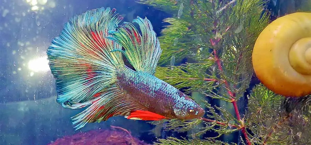 betta fish with snail