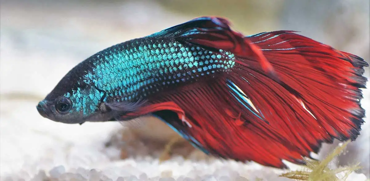 betta fish