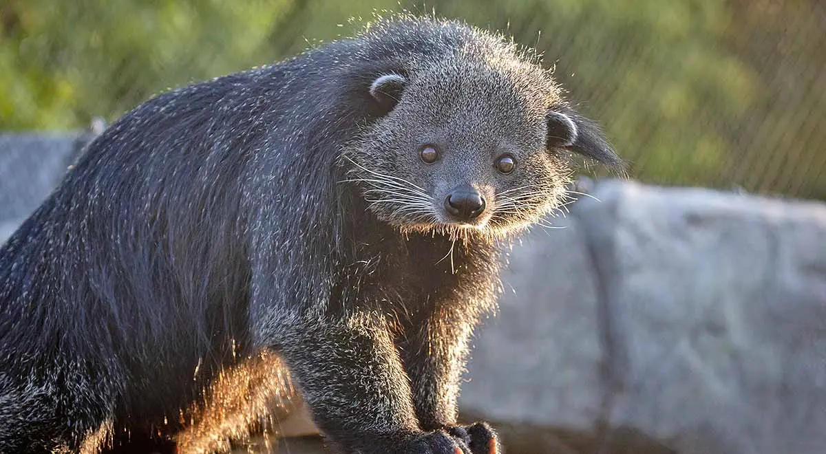 binturong in sunset