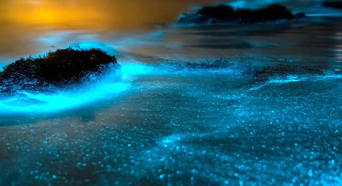 bioluminescent beach