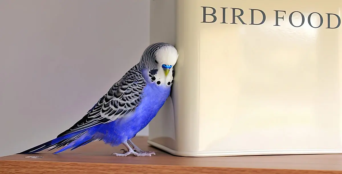 birdandfood