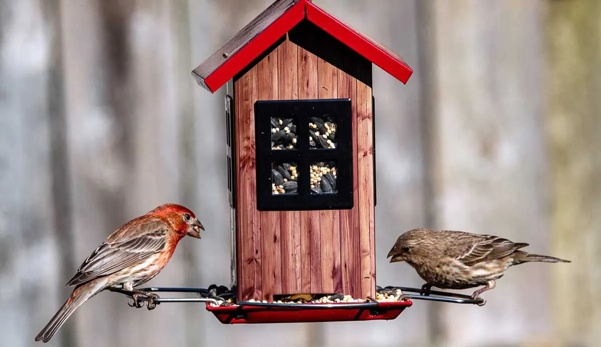 birds eating from a house shaped feeder