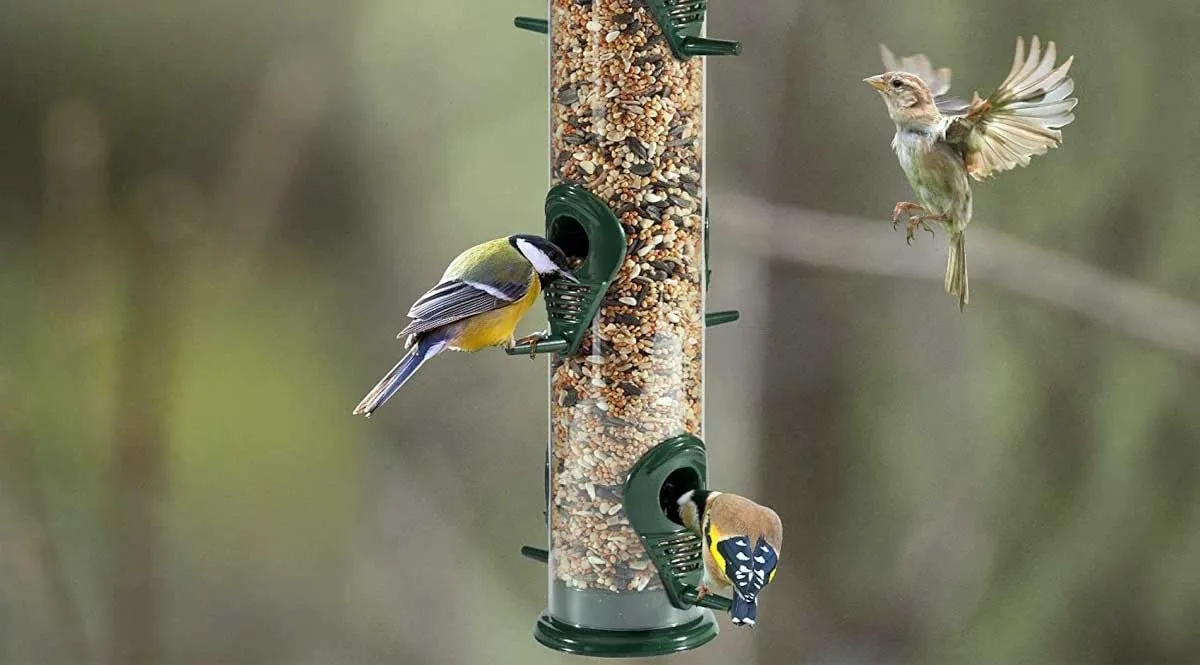 birds eating from tube feeder