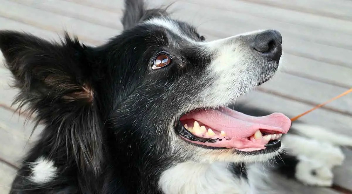 black and white border collie