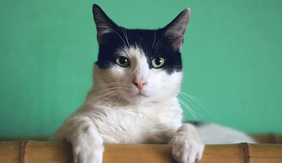 black and white cat green background