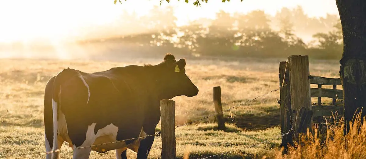 black and white cow field golden hour