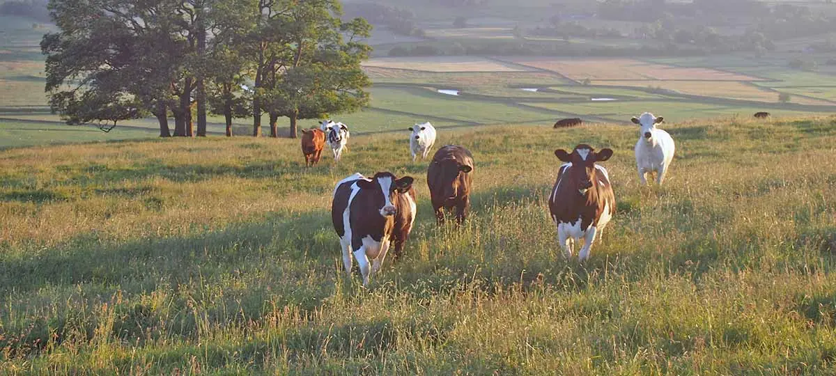 black and white cows field