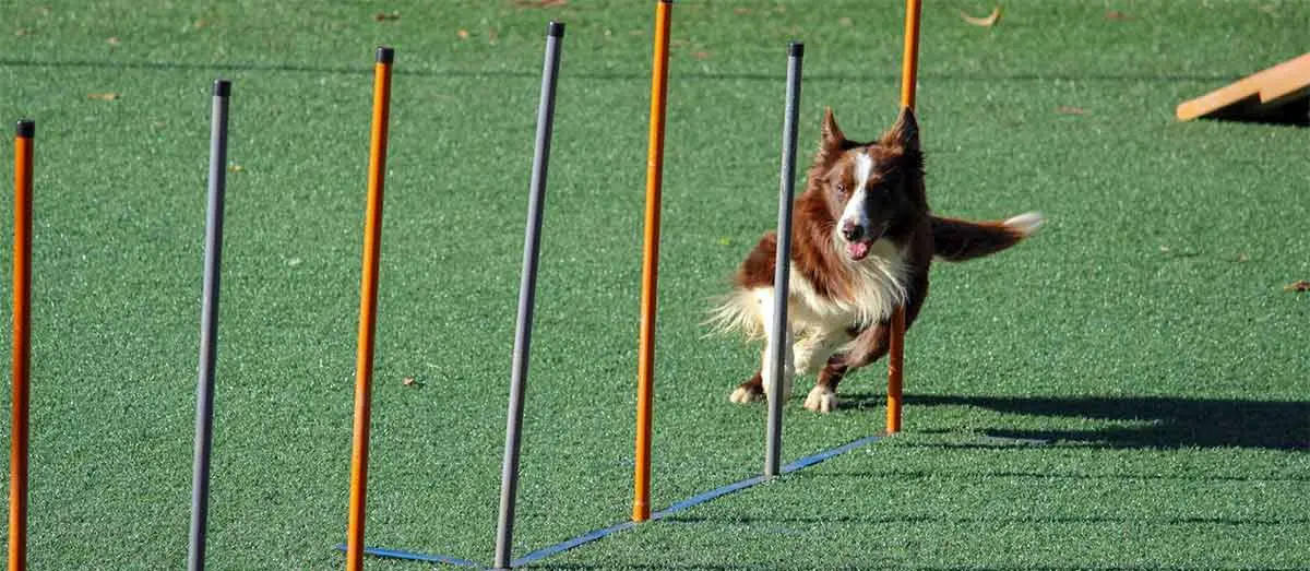 black and white dog doing agility training