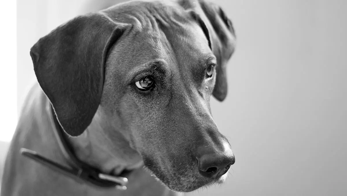 black and white dog photo