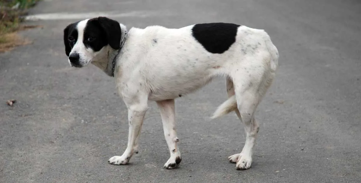 black and white dog with tail tucked between legs