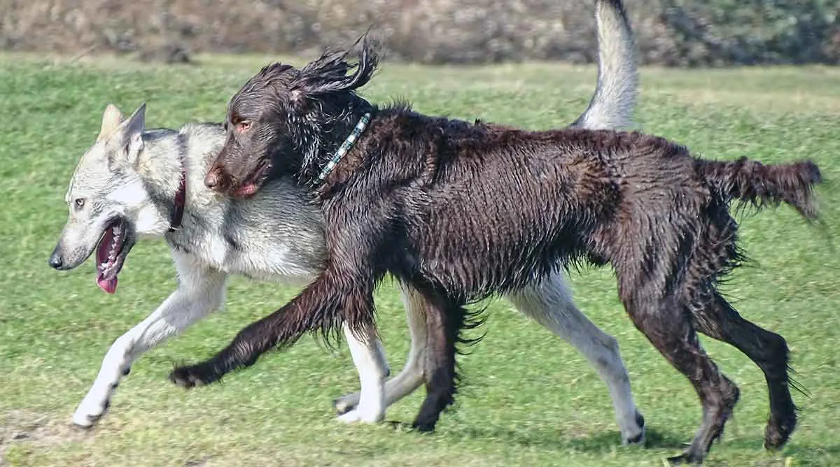 black and white dogs playing running together